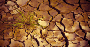 An image of dry soil to depict the possibility of incoming famine worldwide